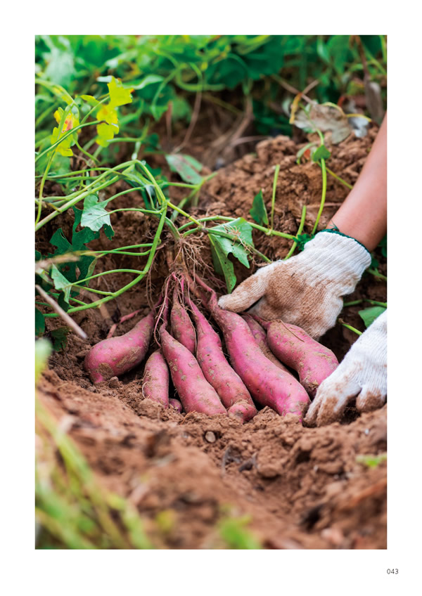 やさしいみらい　3,900円コース